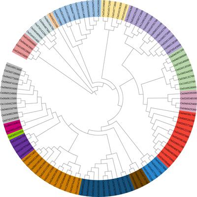 Integrative transcriptomic analysis deciphering the role of rice bHLH transcription factor Os04g0301500 in mediating responses to biotic and abiotic stresses